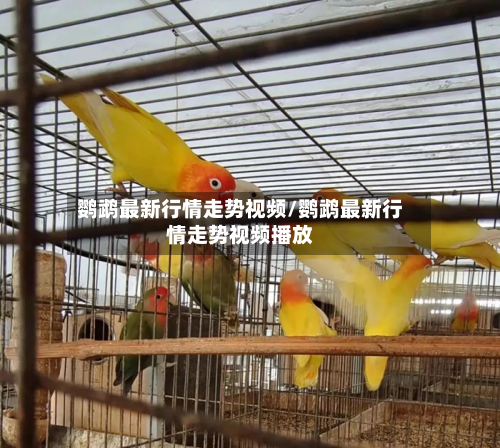 鹦鹉最新行情走势视频/鹦鹉最新行情走势视频播放