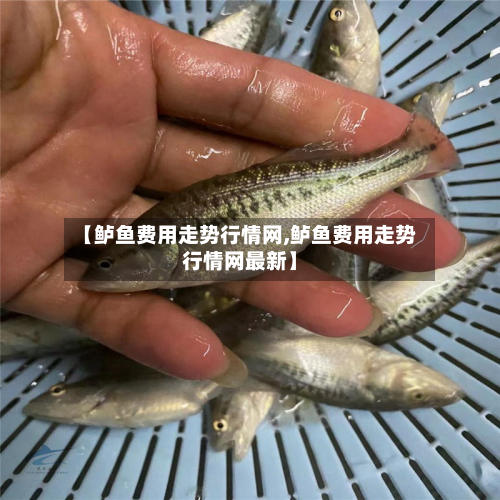 【鲈鱼费用走势行情网,鲈鱼费用走势行情网最新】-第2张图片