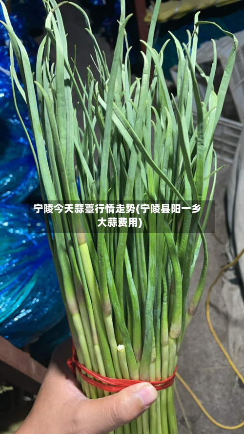宁陵今天蒜薹行情走势(宁陵县阳一乡大蒜费用)