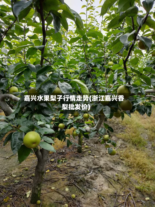 嘉兴水果梨子行情走势(浙江嘉兴香梨批发价)-第3张图片