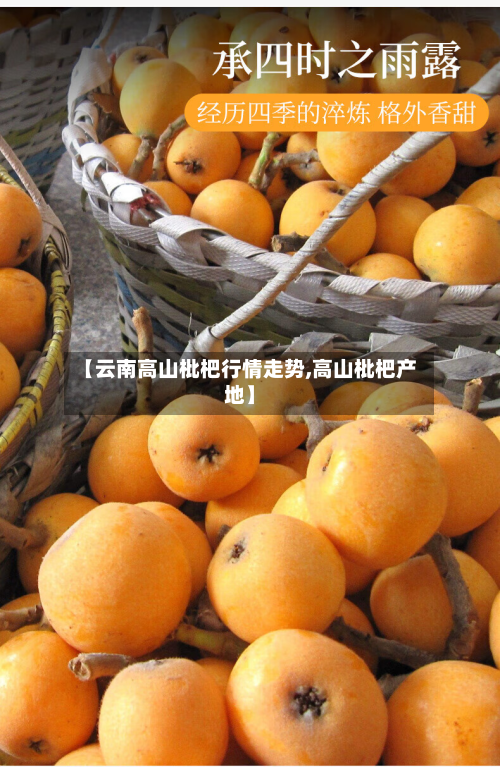 【云南高山枇杷行情走势,高山枇杷产地】
