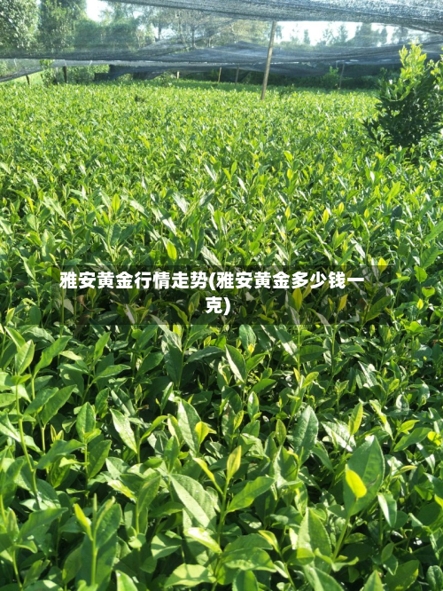 雅安黄金行情走势(雅安黄金多少钱一克)