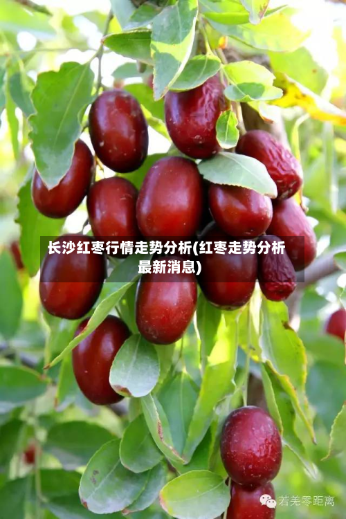 长沙红枣行情走势分析(红枣走势分析最新消息)-第2张图片