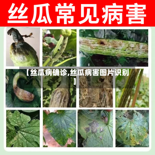 【丝瓜病确诊,丝瓜病害图片识别】