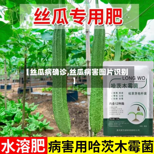 【丝瓜病确诊,丝瓜病害图片识别】-第3张图片