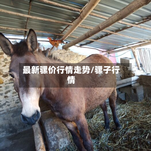 最新骡价行情走势/骡子行情
