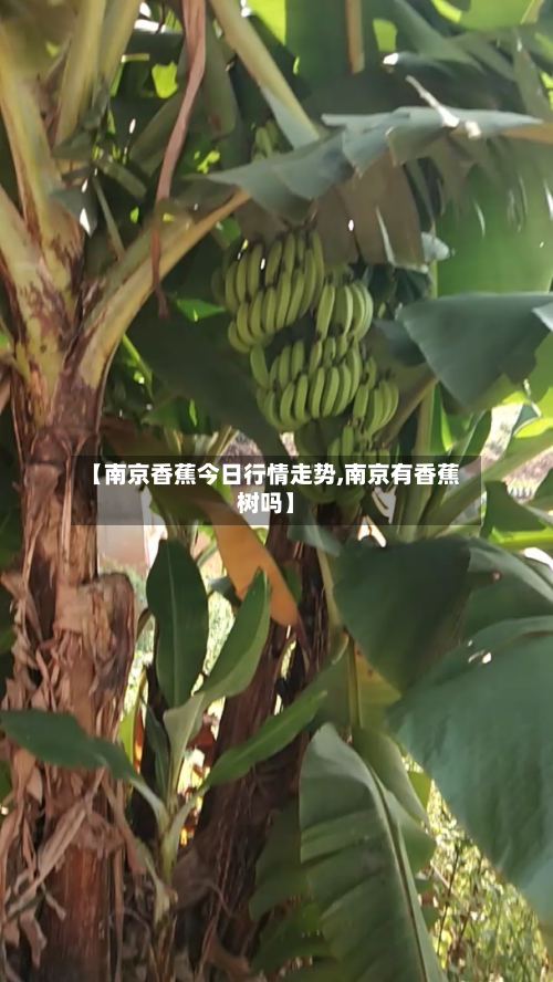 【南京香蕉今日行情走势,南京有香蕉树吗】