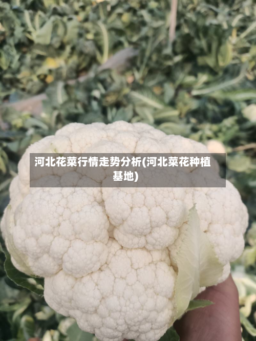 河北花菜行情走势分析(河北菜花种植基地)