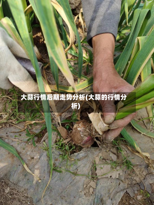 大蒜行情后期走势分析(大蒜的行情分析)-第2张图片