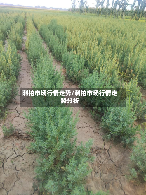 刺柏市场行情走势/刺柏市场行情走势分析