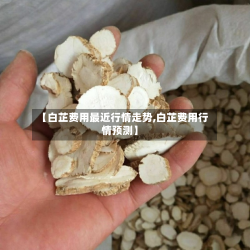 【白芷费用最近行情走势,白芷费用行情预测】