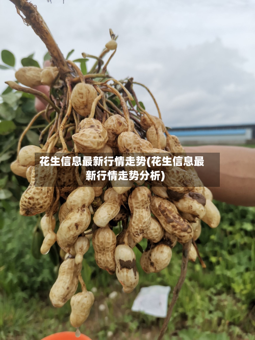 花生信息最新行情走势(花生信息最新行情走势分析)-第2张图片