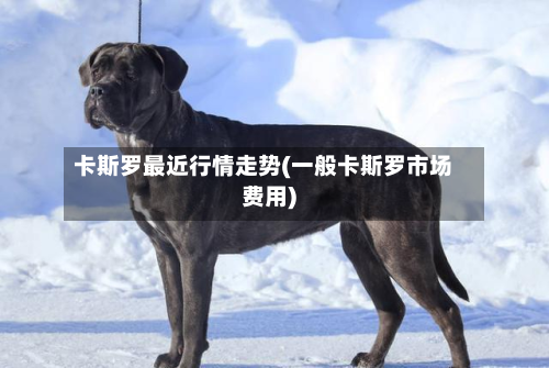 卡斯罗最近行情走势(一般卡斯罗市场费用)