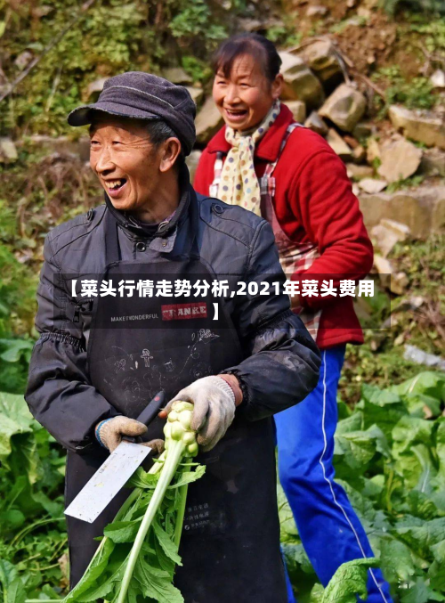 【菜头行情走势分析,2021年菜头费用】-第2张图片