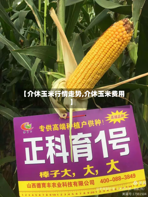 【介休玉米行情走势,介休玉米费用】-第3张图片