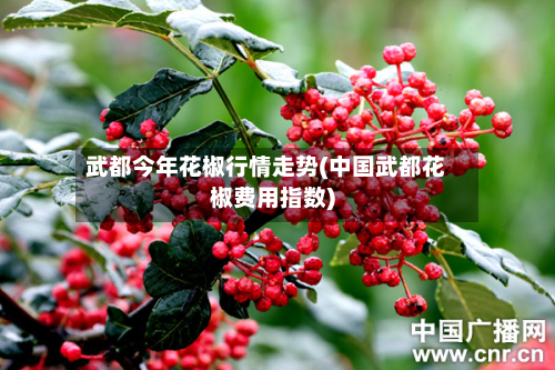 武都今年花椒行情走势(中国武都花椒费用指数)