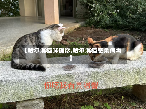 【哈尔滨猫咪确诊,哈尔滨猫感染病毒】