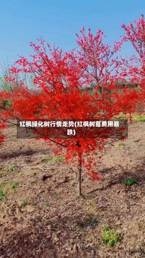 红枫绿化树行情走势(红枫树苗费用暴跌)-第2张图片