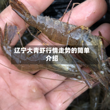 辽宁大青虾行情走势的简单介绍