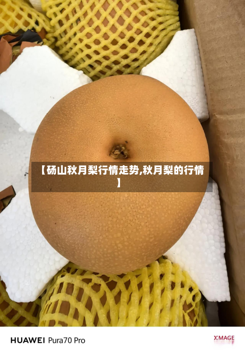 【砀山秋月梨行情走势,秋月梨的行情】