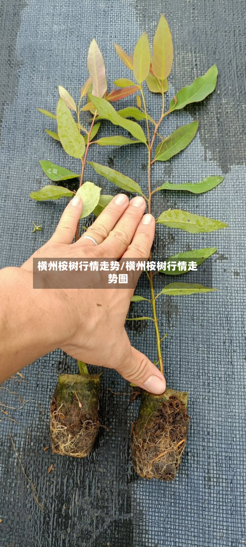 横州桉树行情走势/横州桉树行情走势图-第2张图片