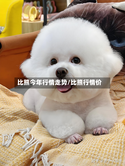 比熊今年行情走势/比熊行情价-第2张图片