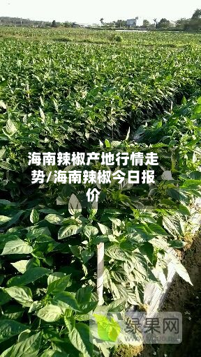 海南辣椒产地行情走势/海南辣椒今日报价