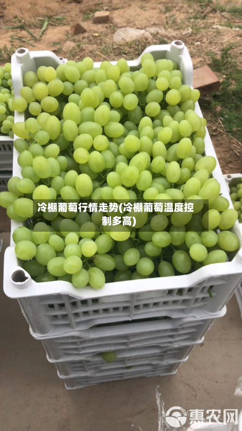 冷棚葡萄行情走势(冷棚葡萄温度控制多高)-第2张图片