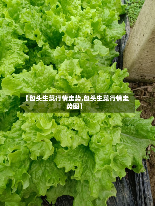 【包头生菜行情走势,包头生菜行情走势图】