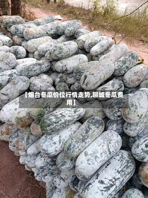 【烟台冬瓜价位行情走势,聊城冬瓜费用】-第2张图片