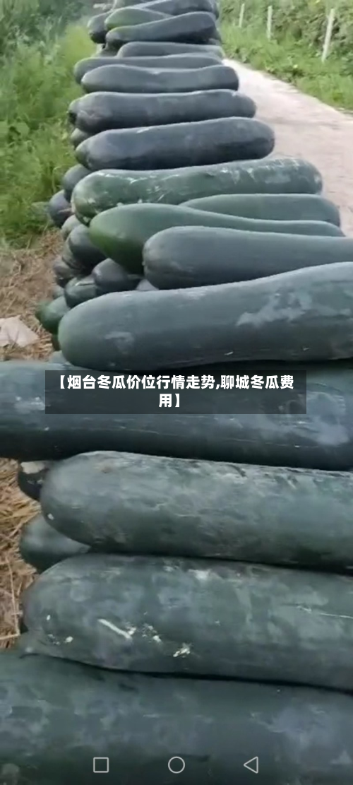 【烟台冬瓜价位行情走势,聊城冬瓜费用】