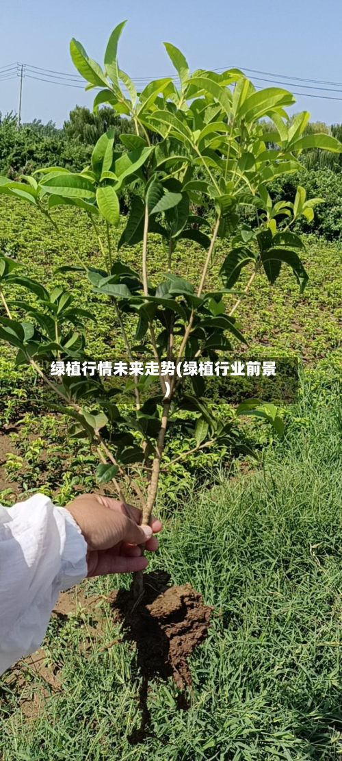 绿植行情未来走势(绿植行业前景)