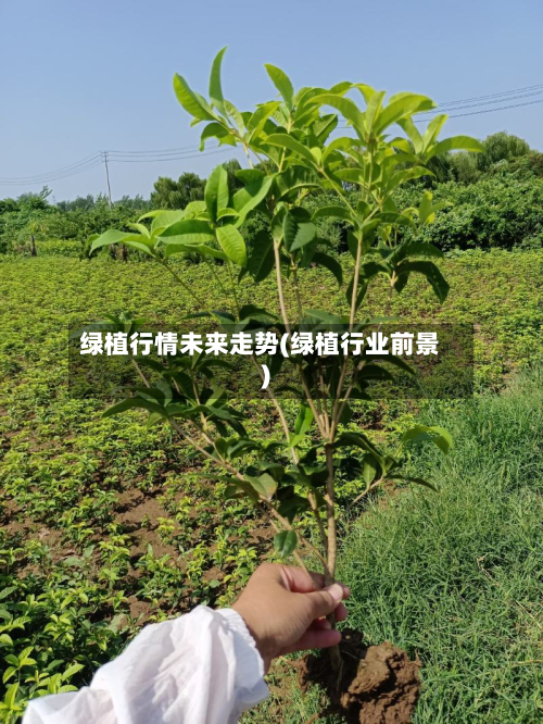 绿植行情未来走势(绿植行业前景)-第3张图片
