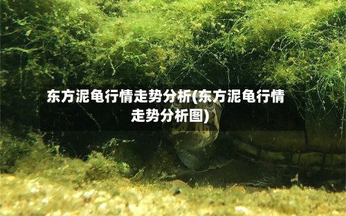 东方泥龟行情走势分析(东方泥龟行情走势分析图)-第2张图片