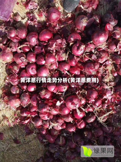 黄洋葱行情走势分析(黄洋葱费用)