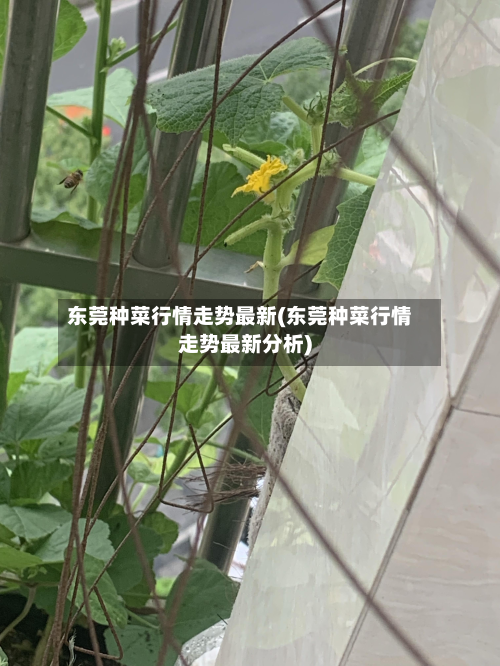 东莞种菜行情走势最新(东莞种菜行情走势最新分析)