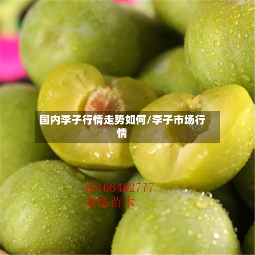 国内李子行情走势如何/李子市场行情