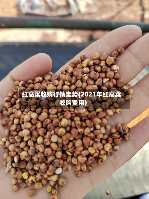 红高粱收购行情走势(2021年红高粱收购费用)-第3张图片