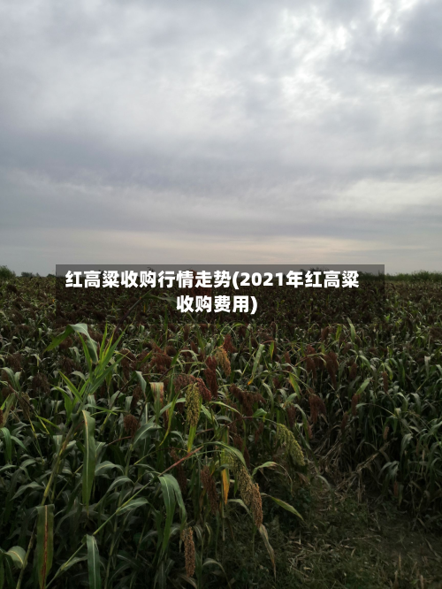 红高粱收购行情走势(2021年红高粱收购费用)-第2张图片