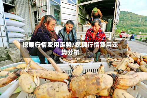 挖藕行情费用走势/挖藕行情费用走势分析-第3张图片