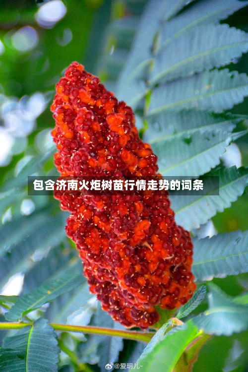 包含济南火炬树苗行情走势的词条