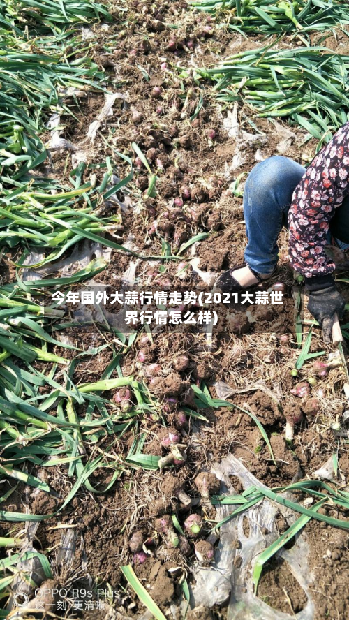 今年国外大蒜行情走势(2021大蒜世界行情怎么样)