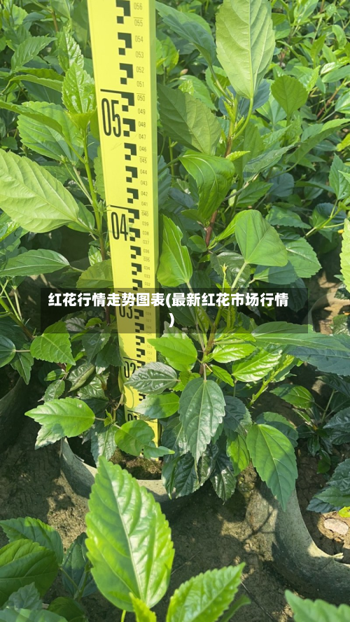 红花行情走势图表(最新红花市场行情)