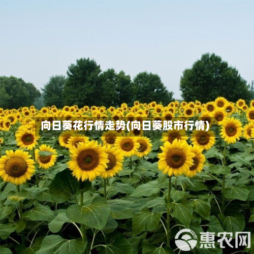 向日葵花行情走势(向日葵股市行情)