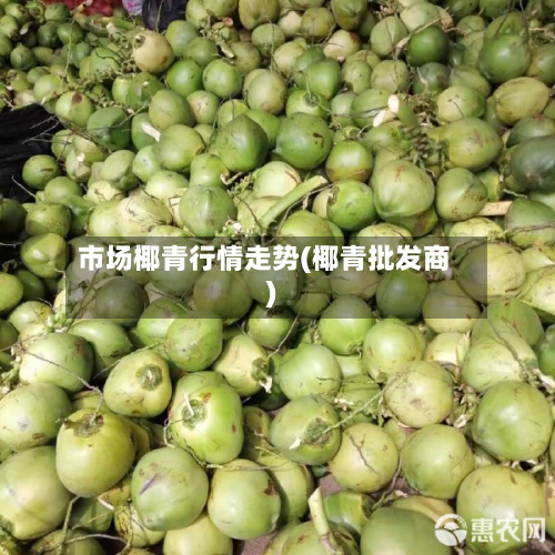 市场椰青行情走势(椰青批发商)-第2张图片