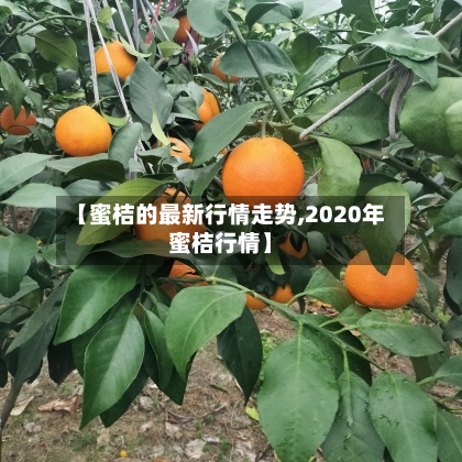 【蜜桔的最新行情走势,2020年蜜桔行情】