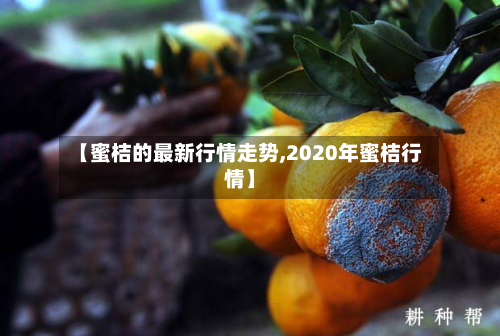 【蜜桔的最新行情走势,2020年蜜桔行情】-第3张图片