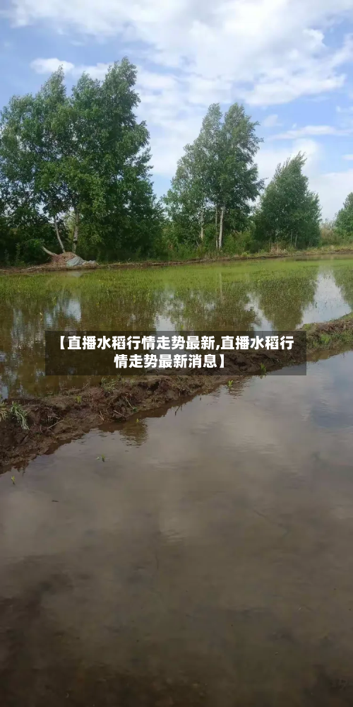 【直播水稻行情走势最新,直播水稻行情走势最新消息】