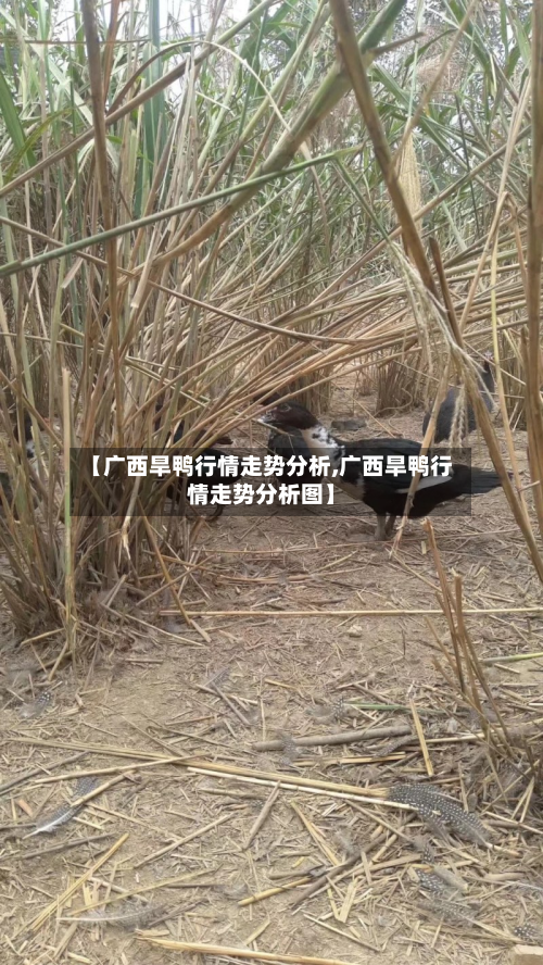 【广西旱鸭行情走势分析,广西旱鸭行情走势分析图】