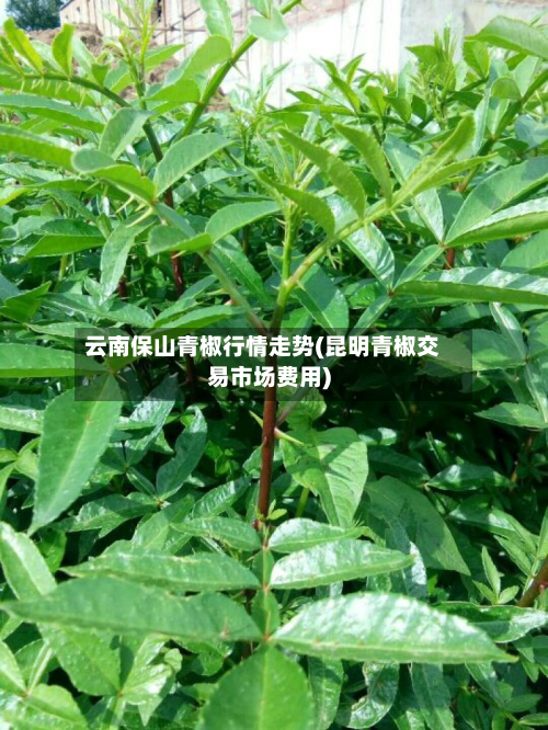 云南保山青椒行情走势(昆明青椒交易市场费用)